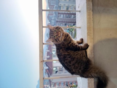 Ücretsiz kedi sahiplendirme
