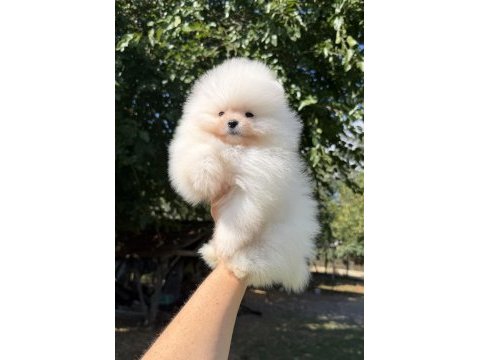 Show kalite üst düzey muhteşem kürk pomeranian boo