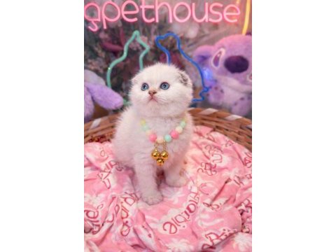 Top kafa scottish fold ve british shorthair yavrular
