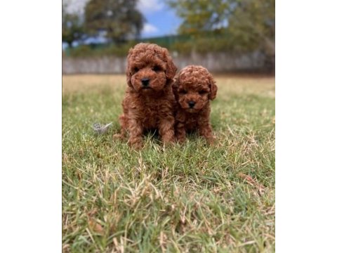 Kore poodle yavrularımız 0 boy ırk garantili bebeklerim