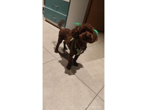9 aylık erkek toy poodle