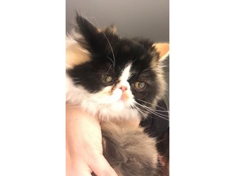 Exotic shorthair sevimli kedimiz