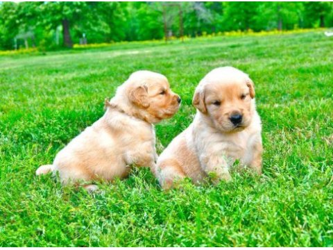 Golden retriever yavrular için ulaşabilirsiniz