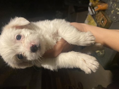 Terrier yavrularımız 