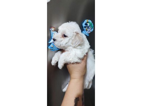 Tombiş maltipoo yavrular