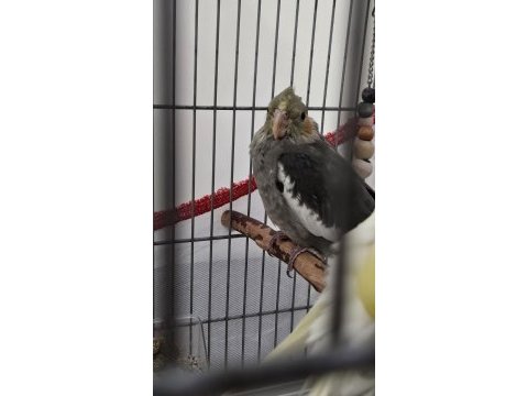 2 aylık yavru sultan papağanı