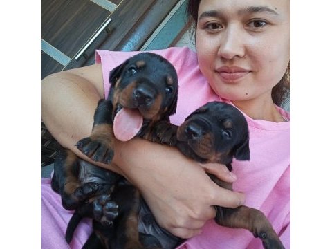 Şecerli doberman yavrularımız