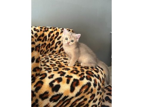 Safkan british shorthair erkek yavru