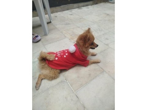 2 yaşında dişi pomeranian