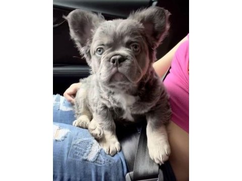 Fluffy french bulldog en iyisi daha iyisi için yine biz