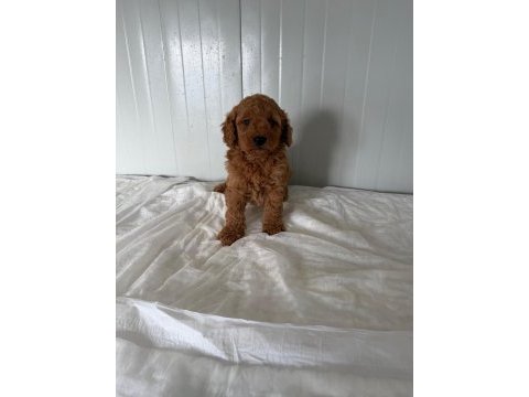 Erkek toy poodle minik yakışıklı
