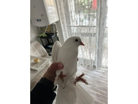 Gayet sağlıklı paçalı güvercin