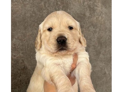 Golden retriever yavruları