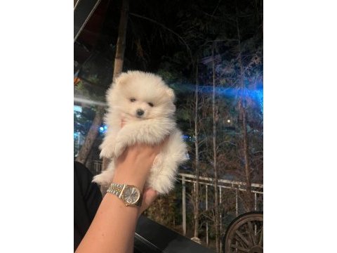 Pomeranian boo yavrumuz
