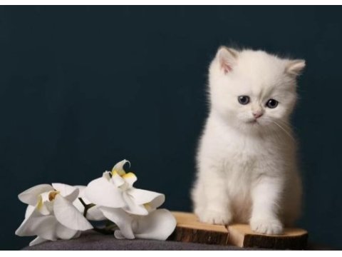British shorthair golden point