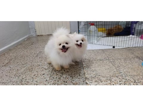 Pomeranian erkek rus orjinal eşlemeye açık