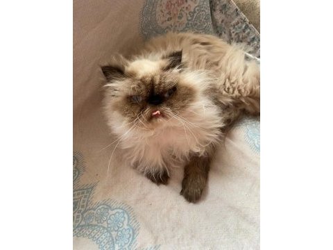 İran himalayan tatlı kedimize yuva arıyoruz