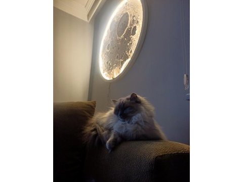 Ragdoll blue mitted secereli dişi