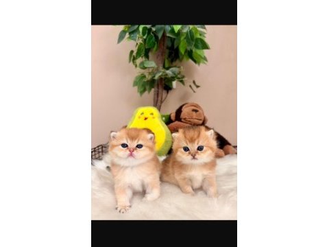Yavrular british shorthair