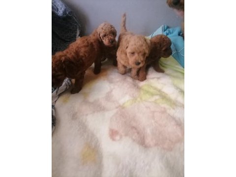 Teacup poodle küçük boy bebeklerim