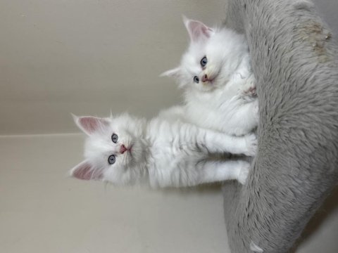 Beyaz saf kan maine coon yavruları xxl