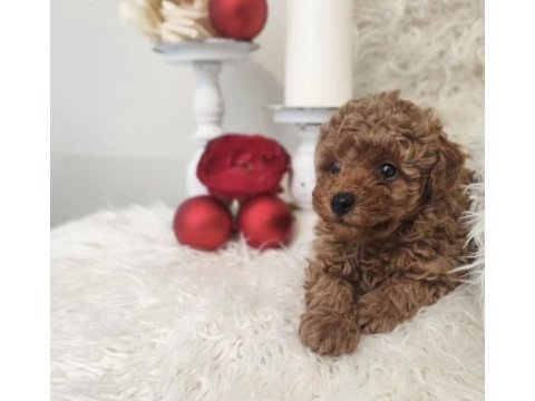 A kalite tüy dökmeyen toy poodle köpeği