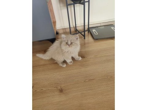 British longhair dişi