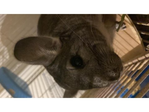 Chinchilla 6 aylık erkek