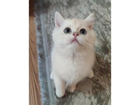 Safkan british shorthair