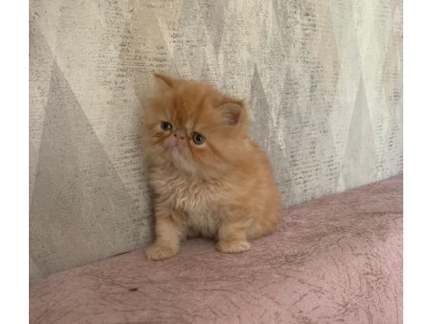 Portakal gibi prenses iran kedisi