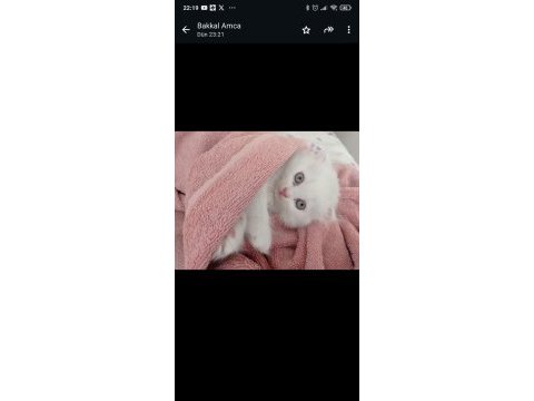 Chinchilla yavrularımıza aile arıyoruz