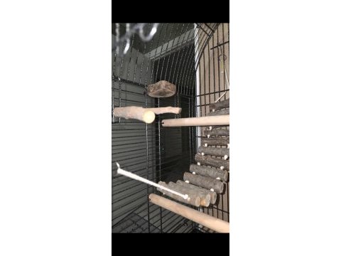 Full evcil iki buçuk aylık konur papağanı