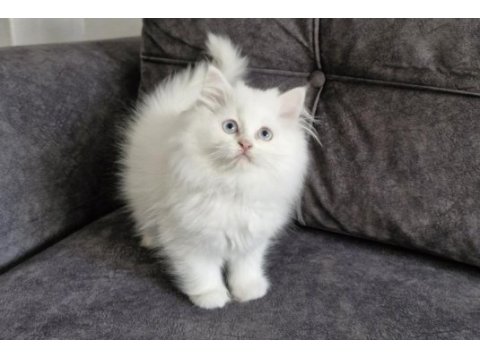 Masum yüzlü bebek british longhair