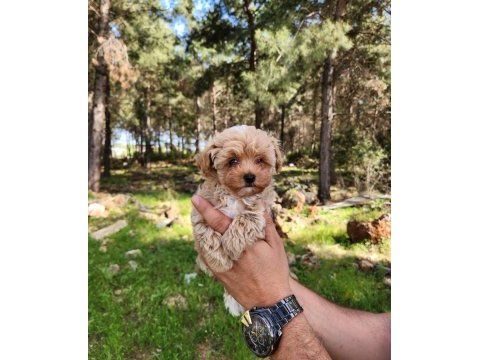 Gerçek maltipoo yavrularımız