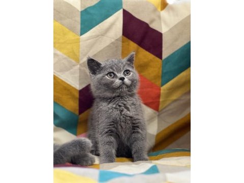 Oyuncu british shorthair yavrumuz