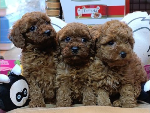 Safkan toy poodle bebeklerimiz bakırköy