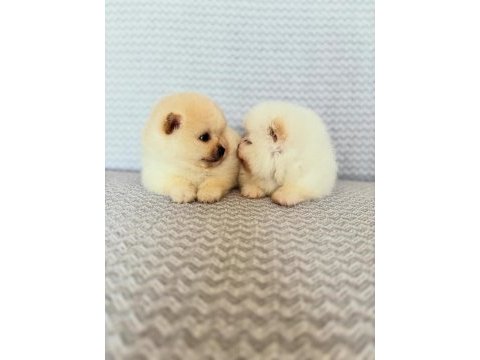 Pomeranian boo krem ve beyaz erkek