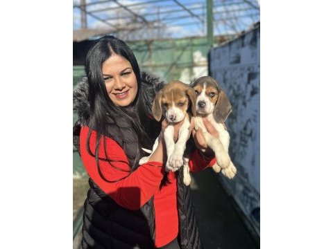Elizabet beagle yavrularım