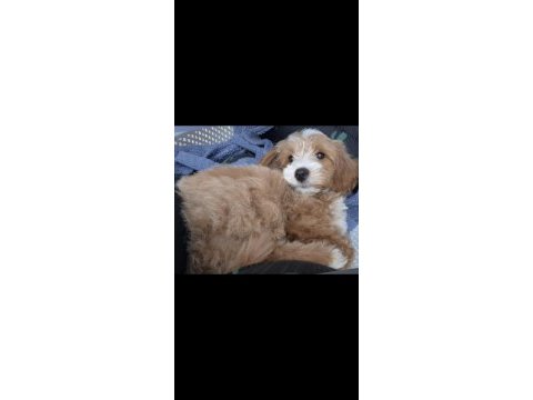 3 aylık erkek maltipoo