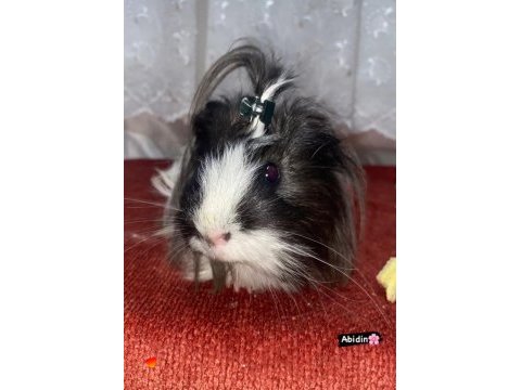Guinea pig sağlıklı