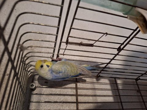 Rainbow yavru muhabbet kuşu