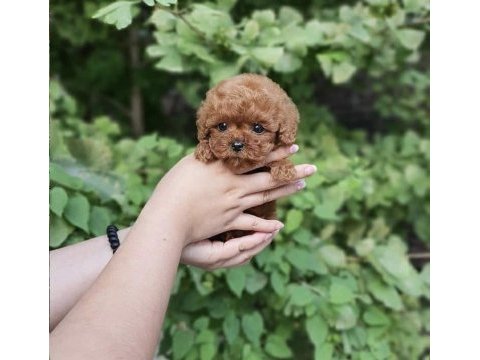 Enerji deposu poodle köpeği