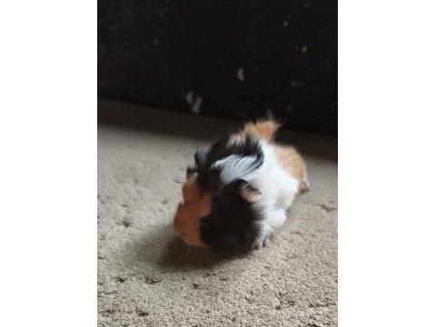 İstanbul bağcılar ginepig
