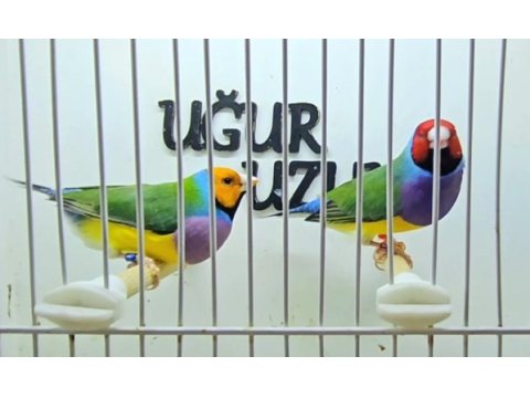 Gökkuşağı ispinozu (gouldian finch) mevcuttur
