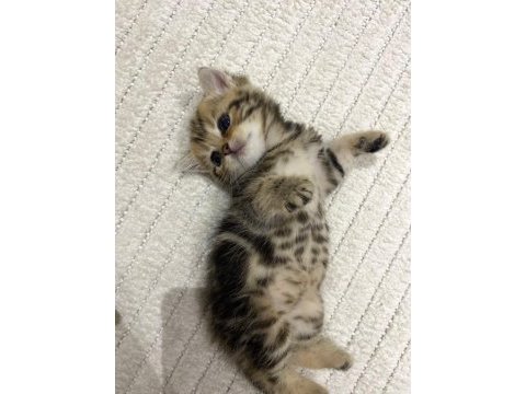 Golden n12 british shorthair orjinal safkan