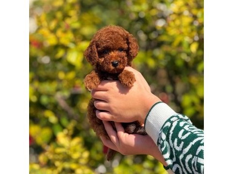 Toy poodle yavrularımız kilo garantili