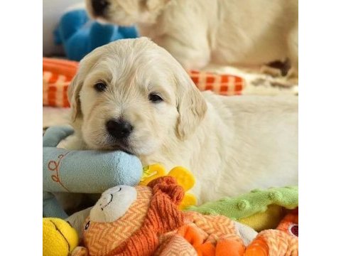 Golden retriever yavruları