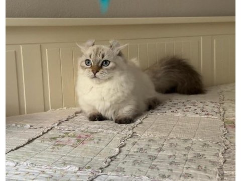 British longhair munchkın cüce kedimiz erkek kinkalow