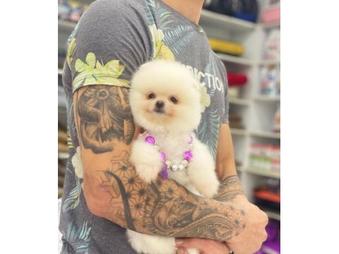 Orjinal pomeranian boo yavrular