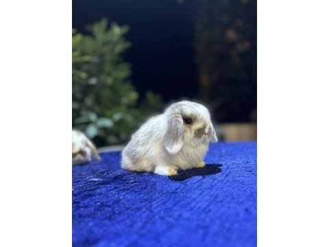 Veteriner hekimden hollanda lop mini lop ve cüce tavşan